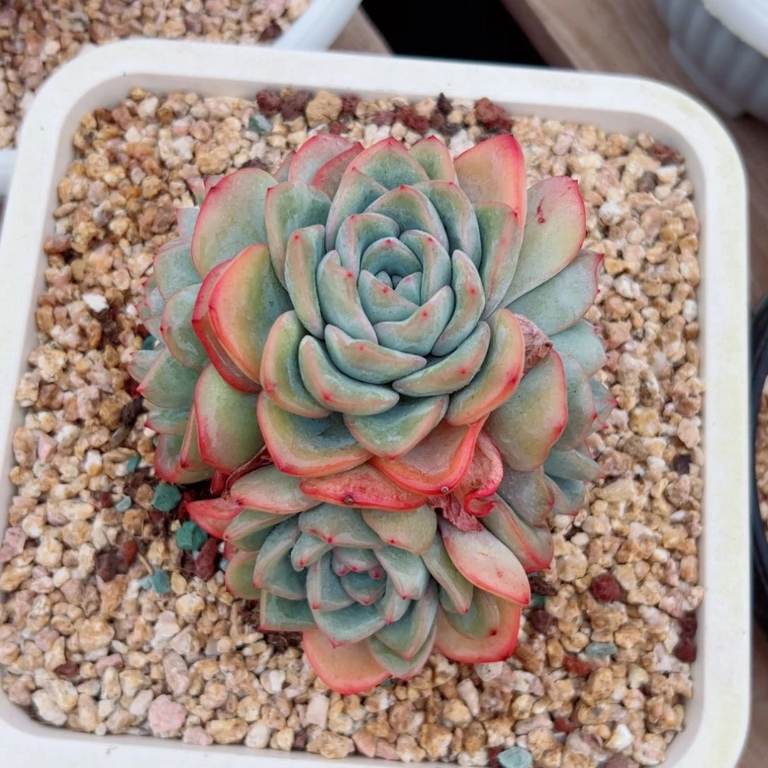 泡芙群多肉植物多肉植物