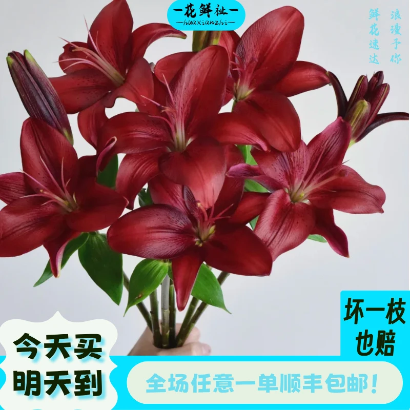 花鲜祉【黑贝壳亚百合5枝】全场任意1单顺丰包邮次日达