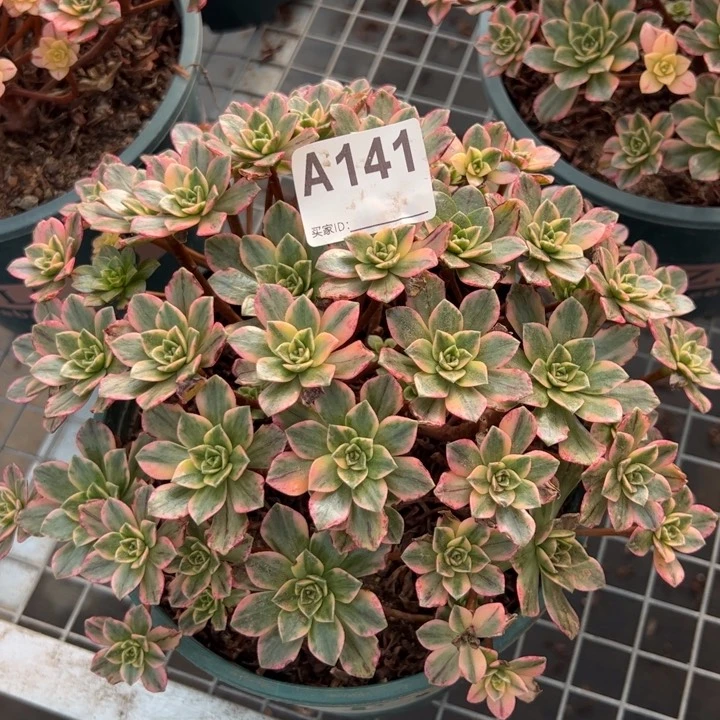 141甜茶22厘米左右
