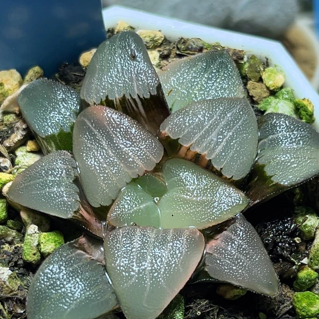 恭喜发财大吉大利612