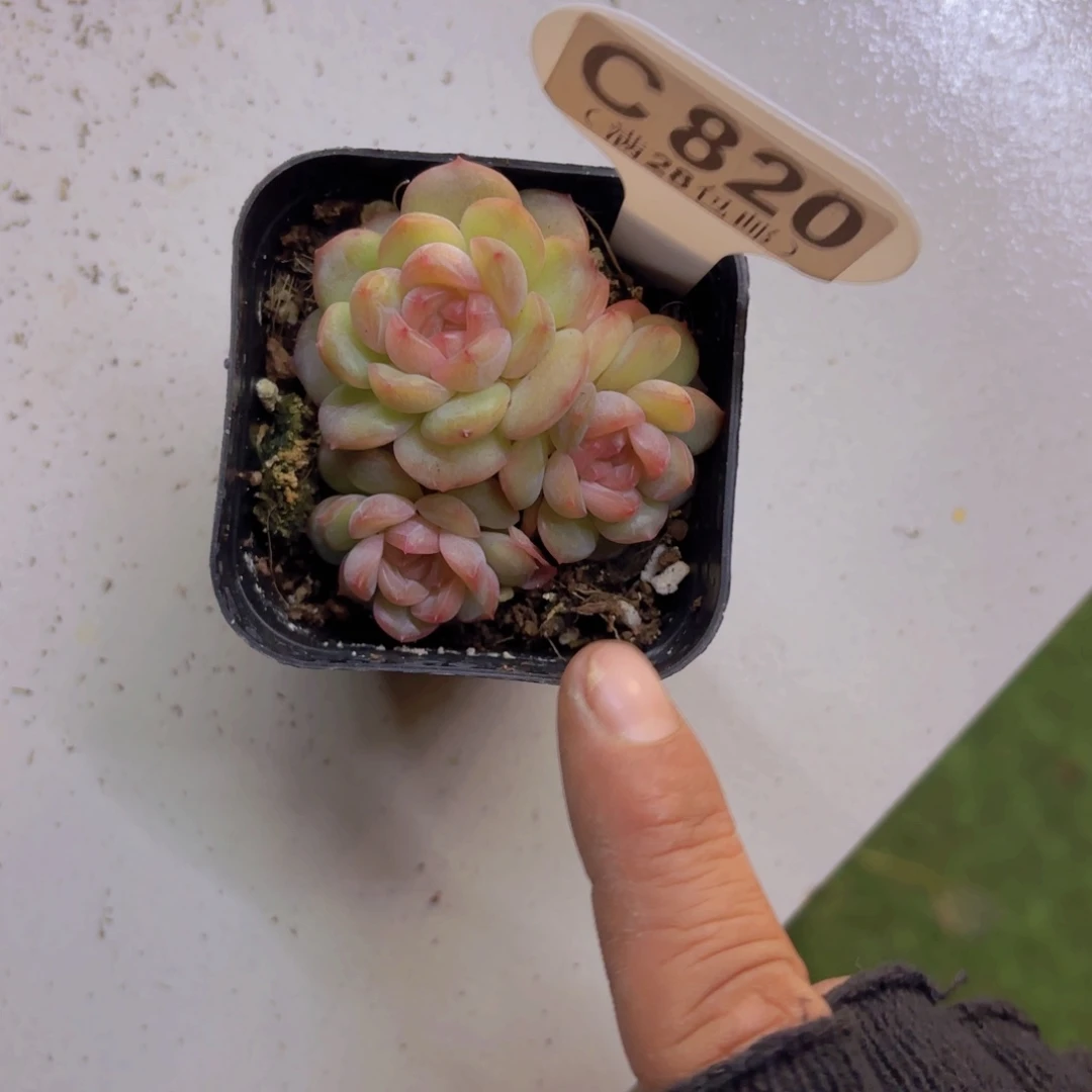 C820琴心一物一拍