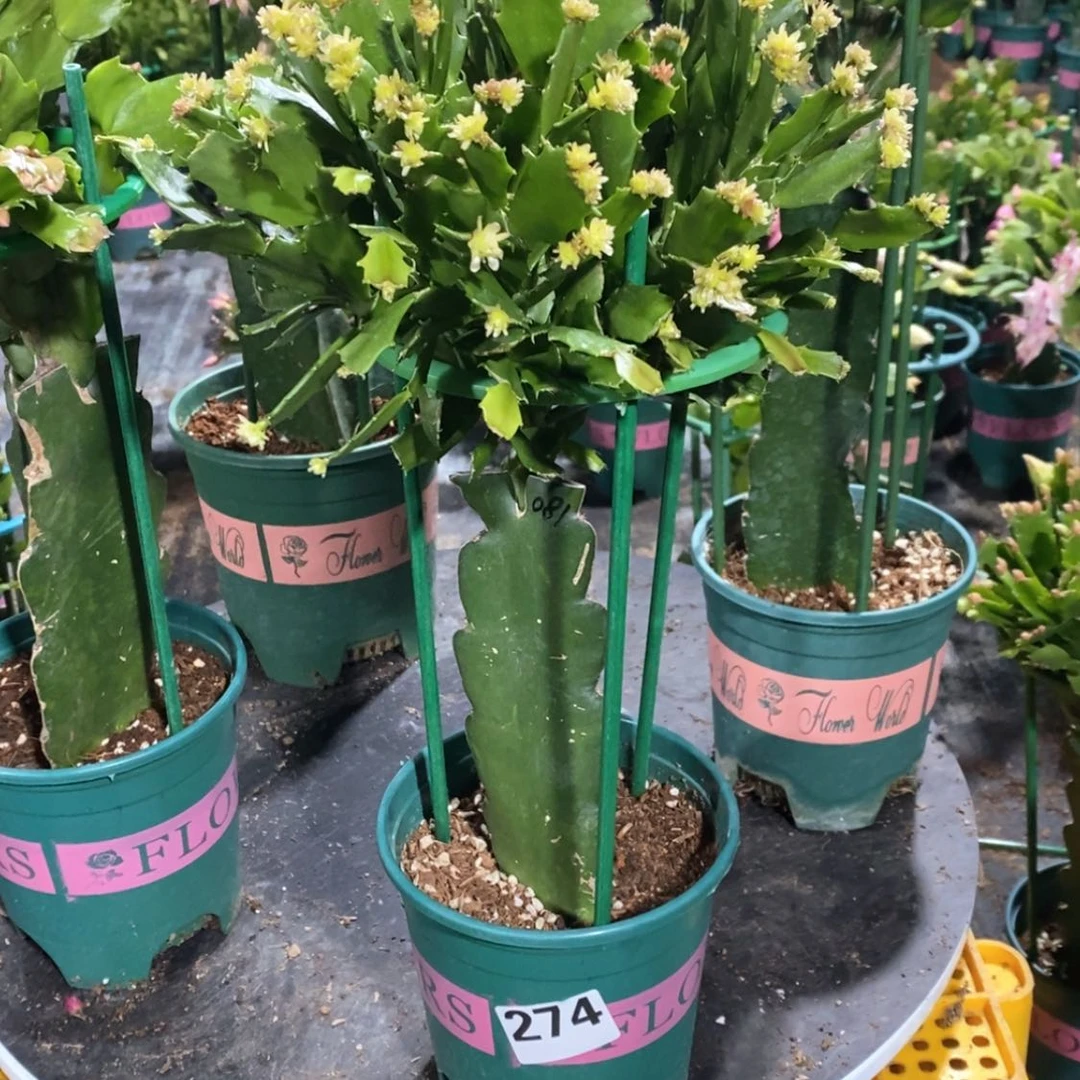 【闪购商品】当前无花朵，栽培后可花朵用****6274嫁接081