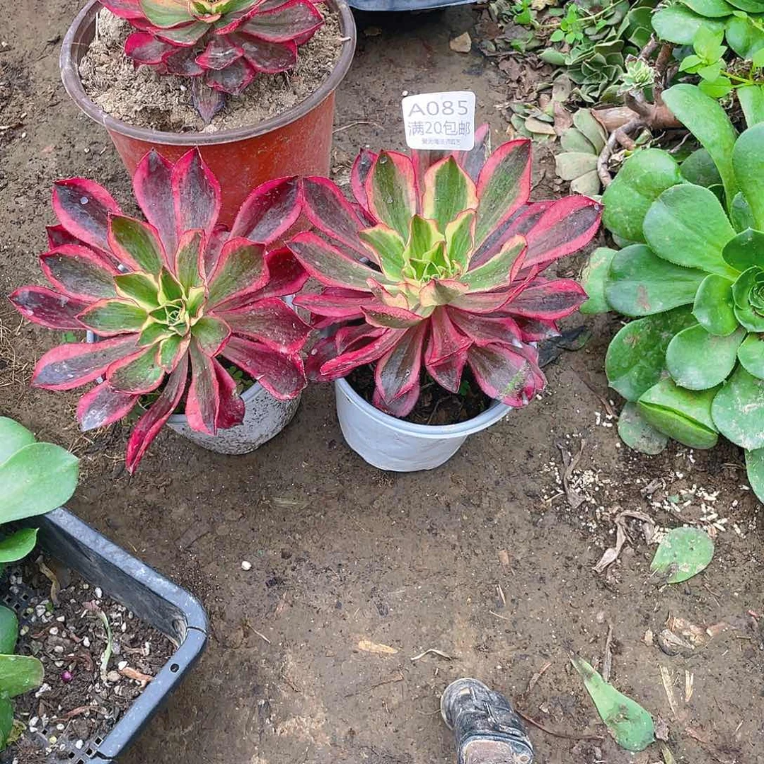 俺***人85魅影多肉小损不包