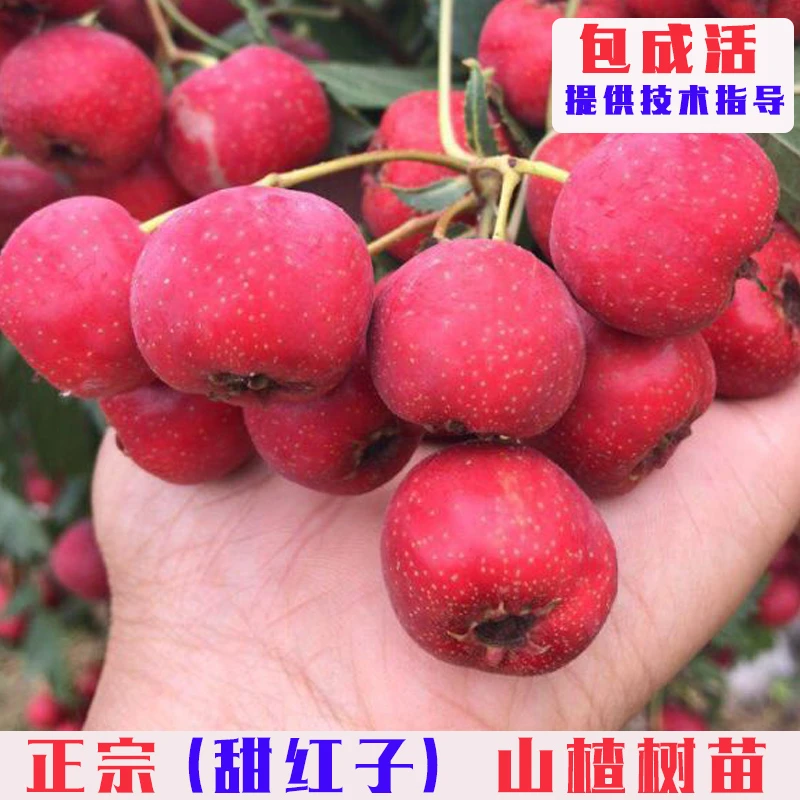 甜红子山楂树活苗嫁接甜口山楂树苗南方北方庭院盆栽地栽当年结果