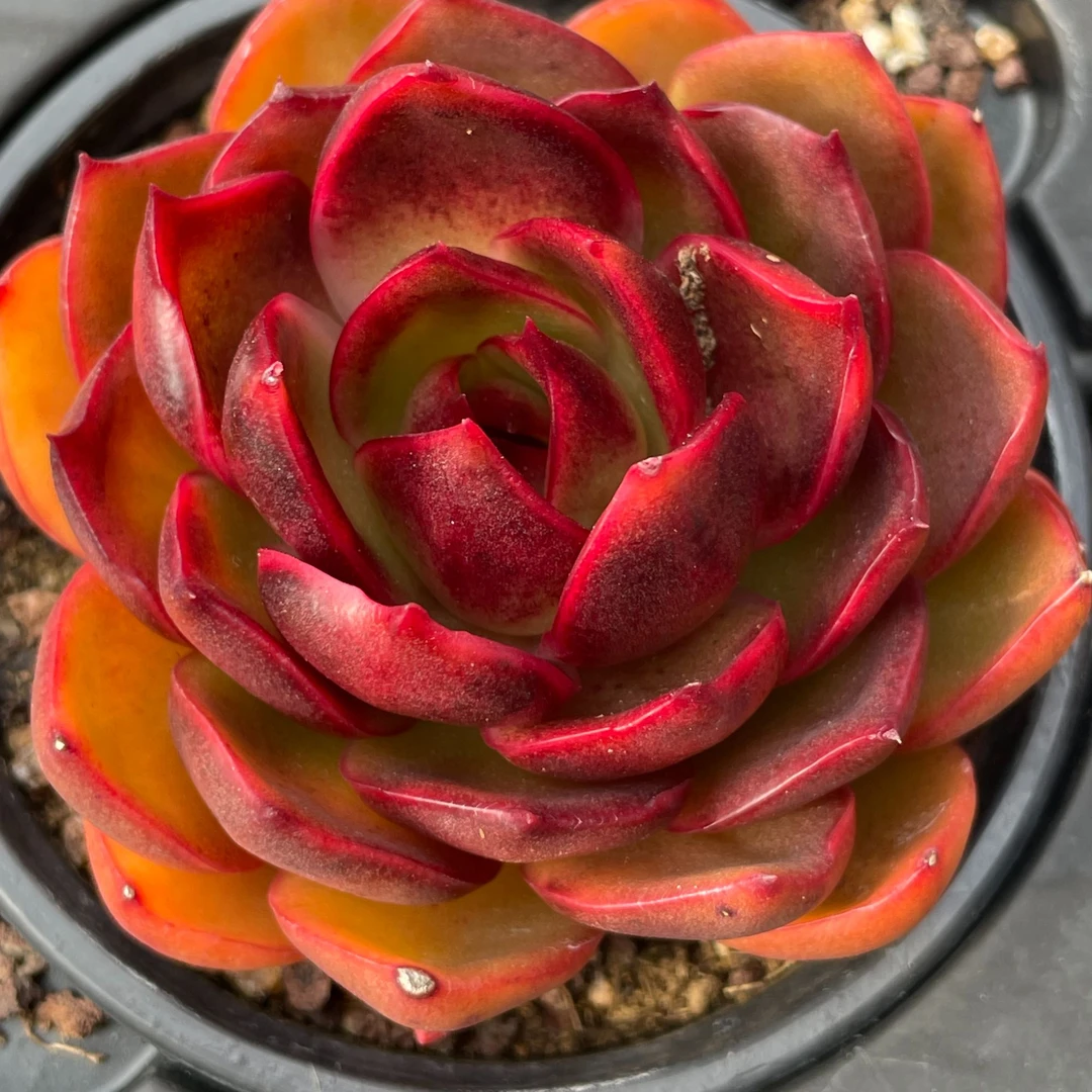 大红灯9厘米盆实物以直播间为准满20包邮