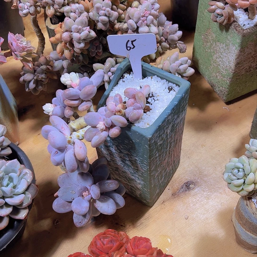 Z*y65鸡蛋美人。。。。。。