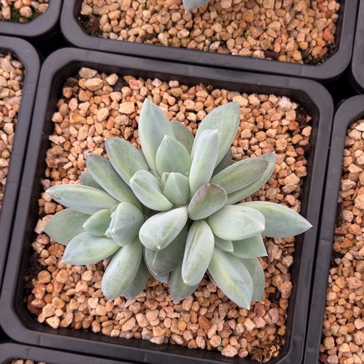 伊丽莎白店庆福利三头上