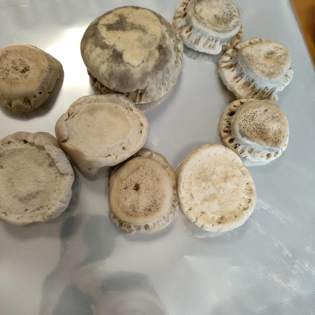 鹿角帽（免费打粉）双阳鹿乡