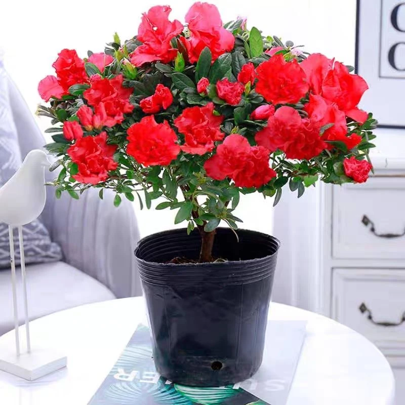 带花苞杜鹃花盆栽室内外好养四季开花绿植