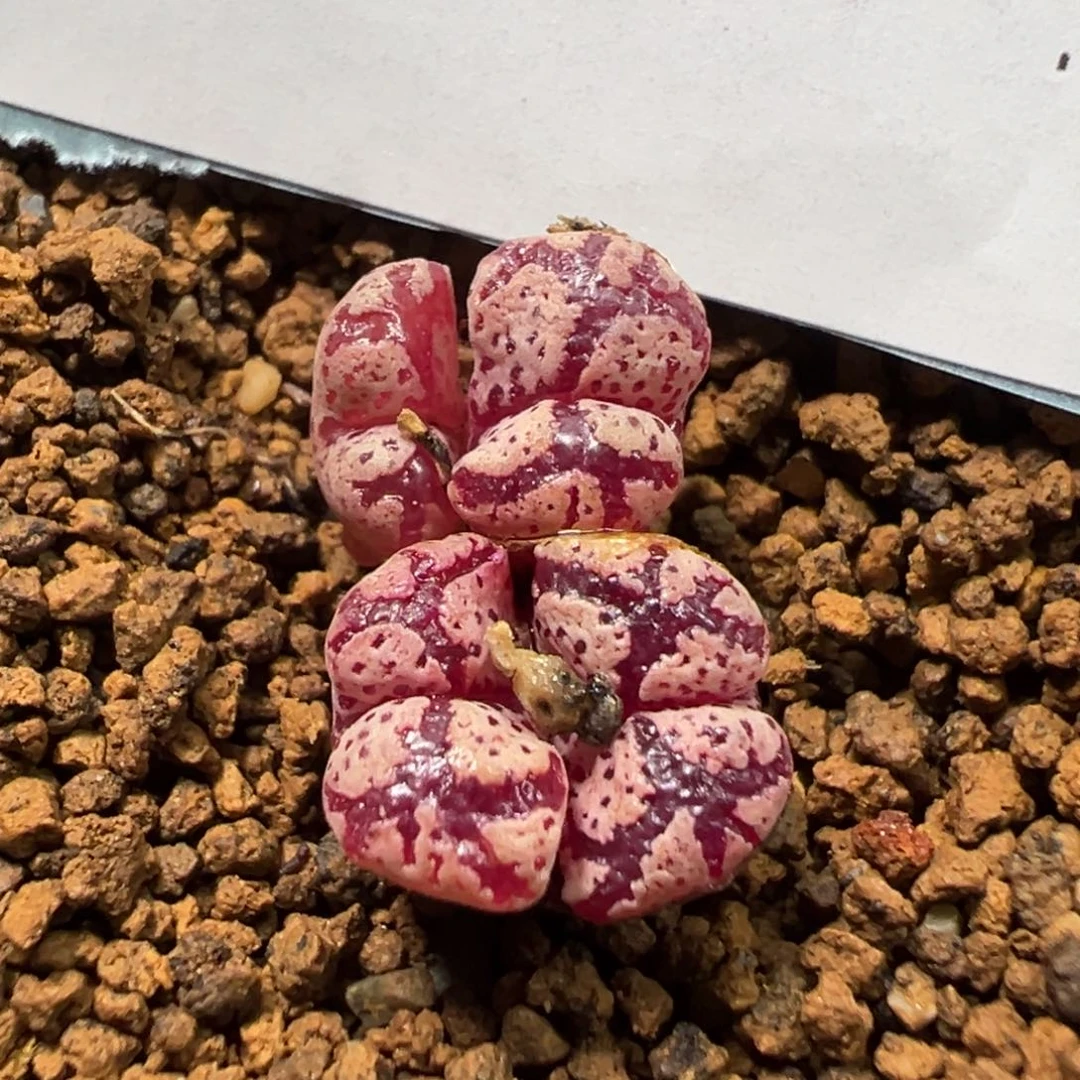 5-44肉锥多肉植物，