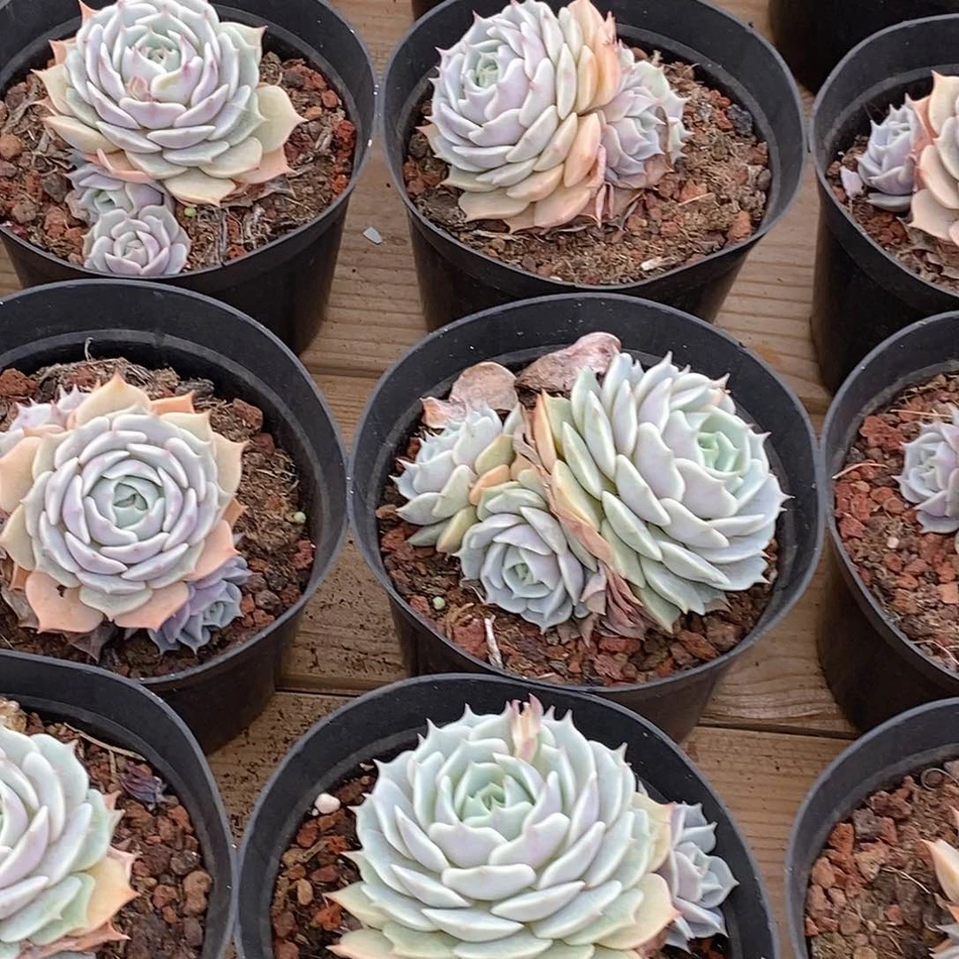 56露娜莲群，多肉