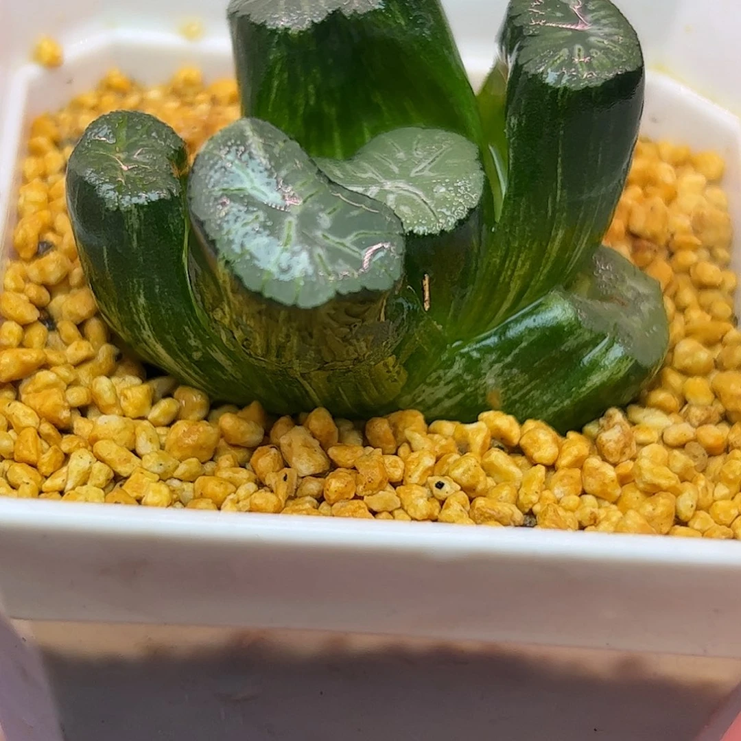 花玲锦十二卷多肉