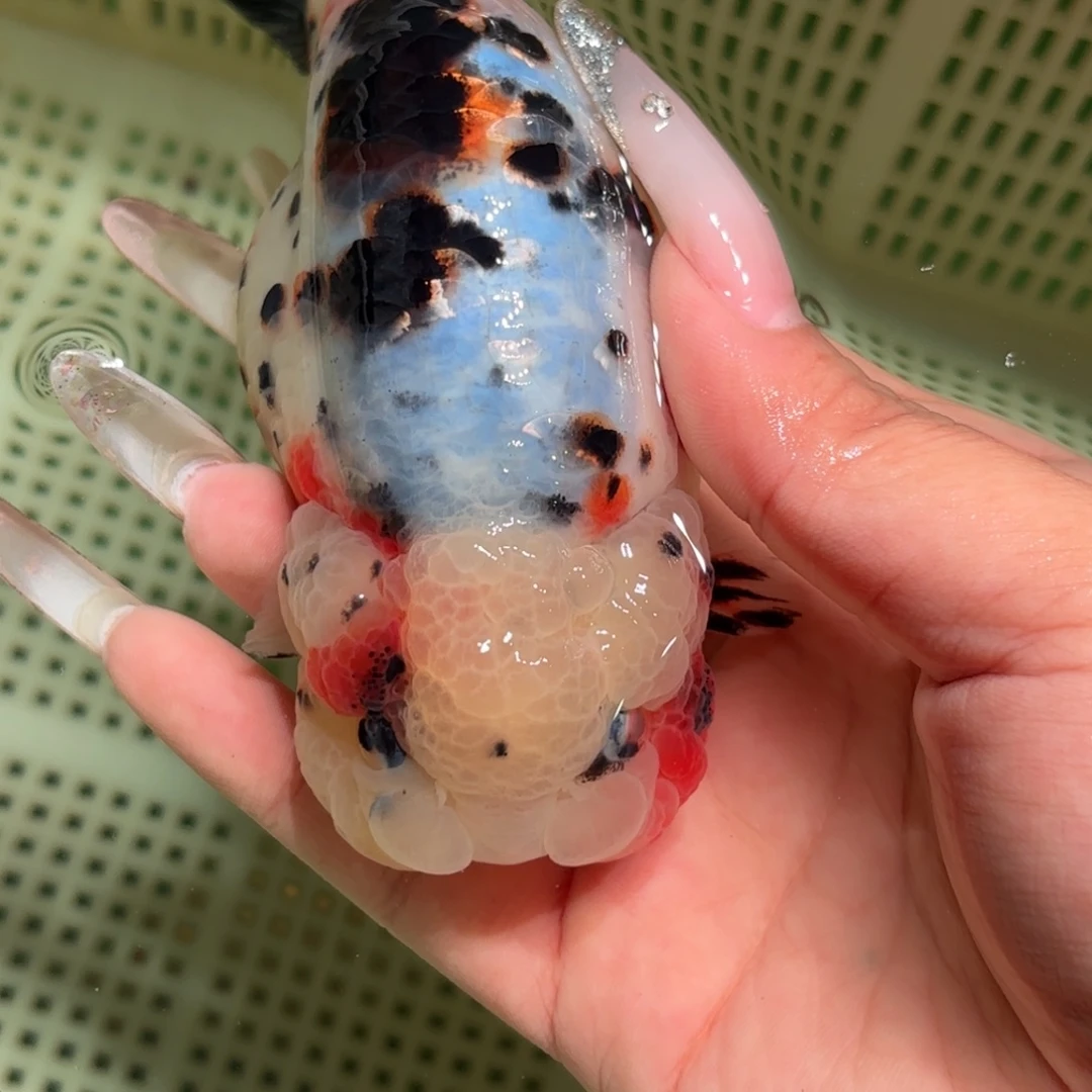 2***3金鱼拍包装包邮，不拍包装运费到付