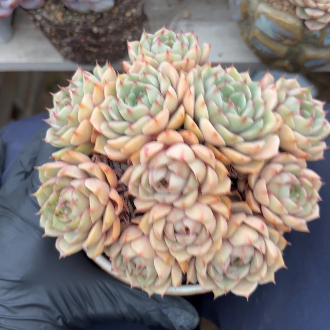 无花朵苯巴蒂斯22222