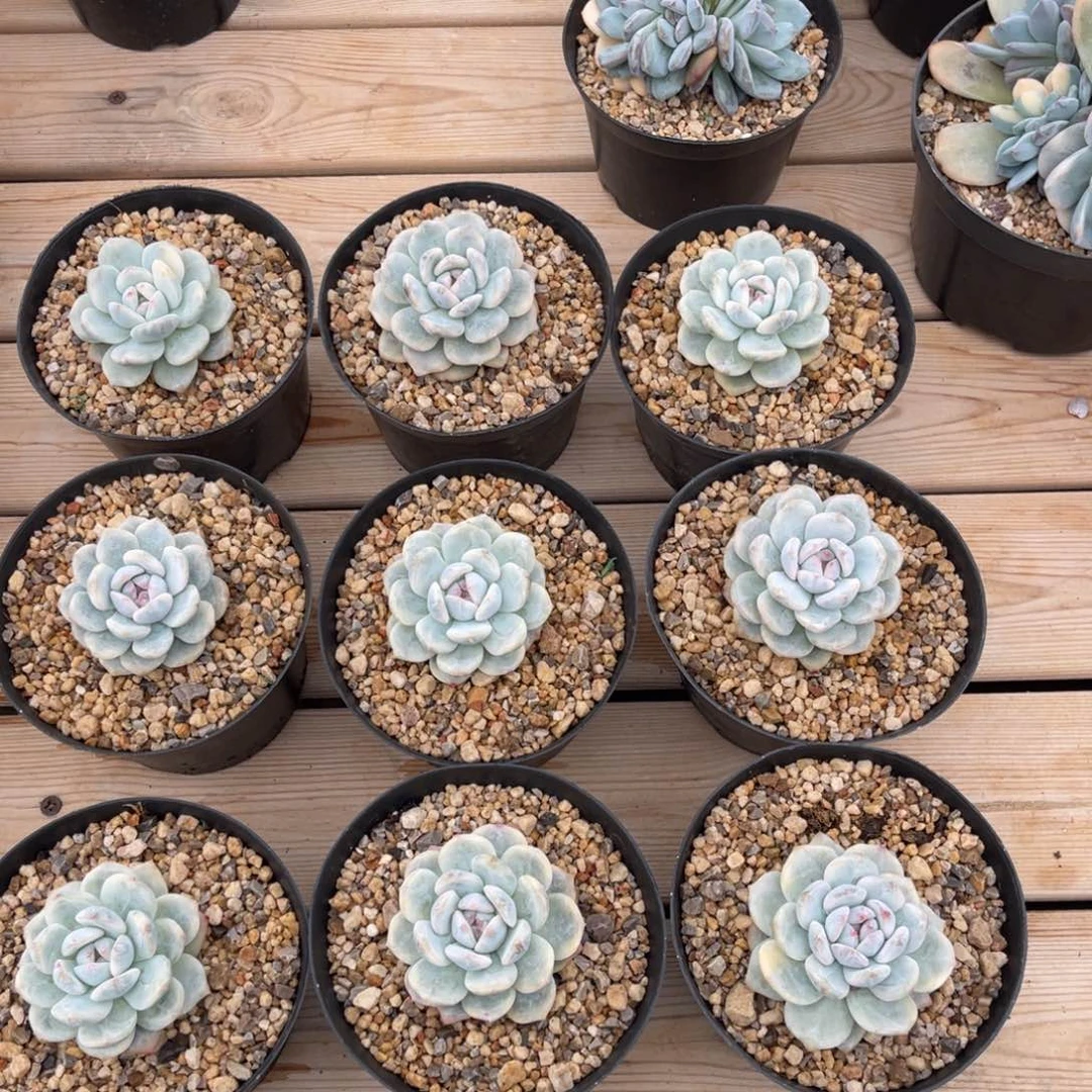 梦露锦两颗一物一拍