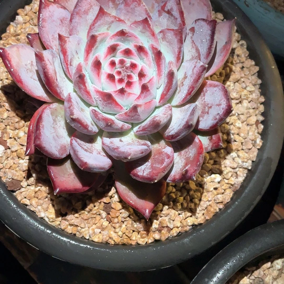 清***子多肉植物一物一拍