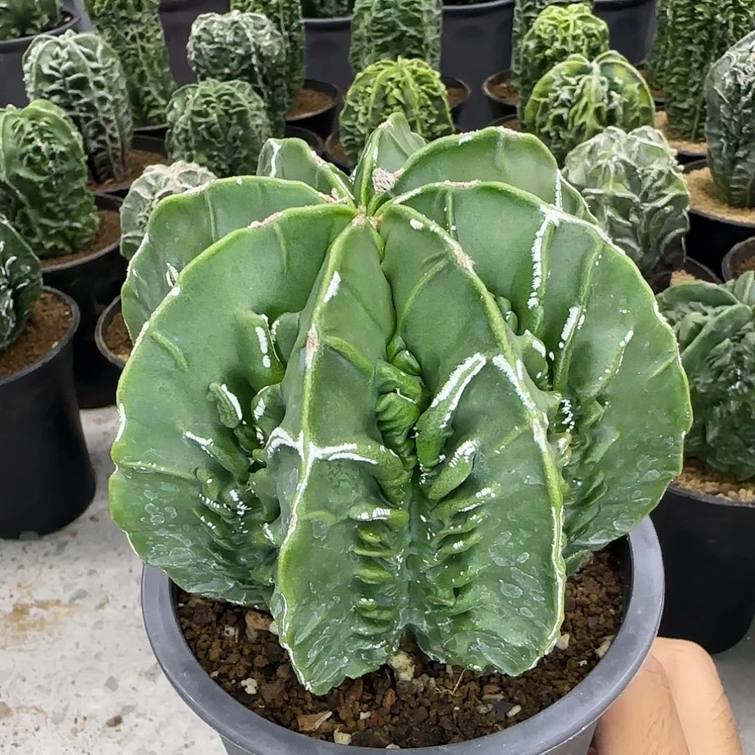 核桃鸾凤玉实生根026