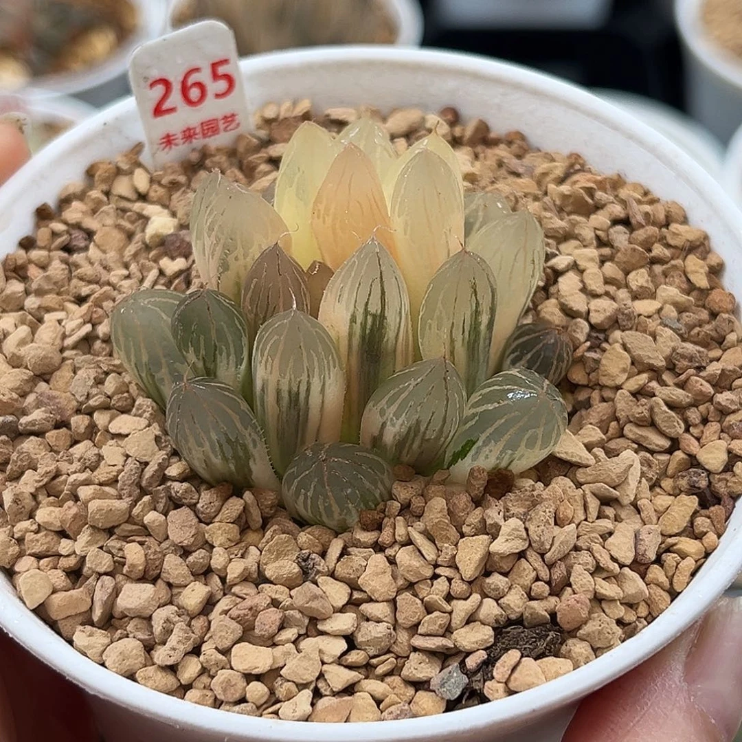 265胭脂玉露锦一物一图