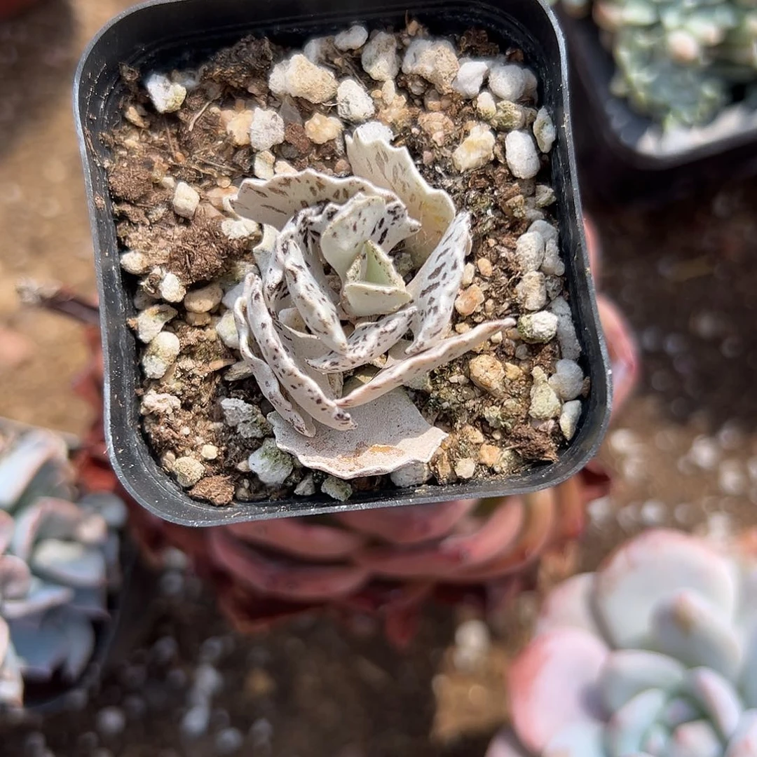 多肉植物多肉植物