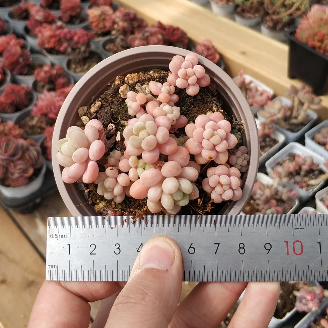 【鱼子酱9cm盆】云南多肉