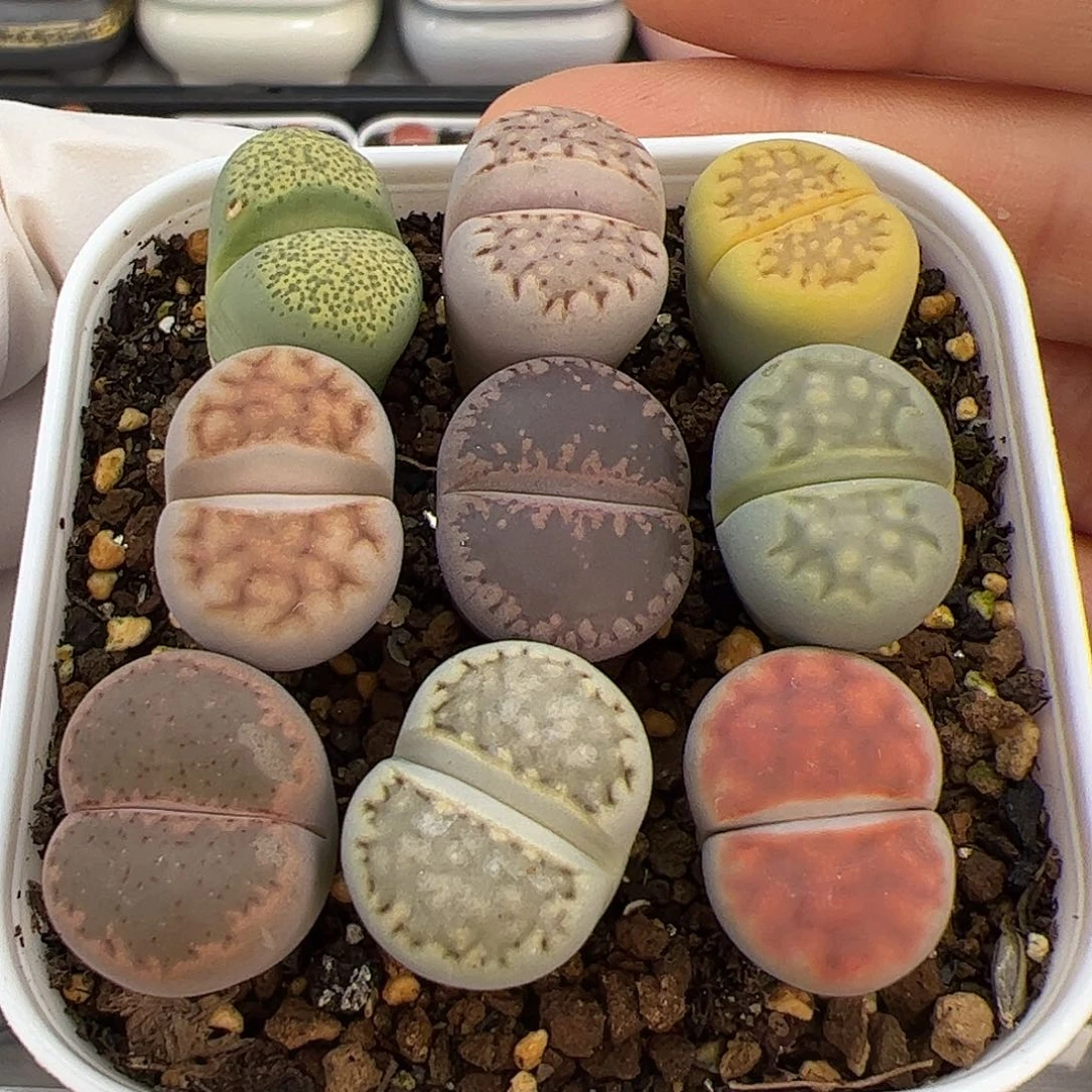 生石花多肉彩拼一盆