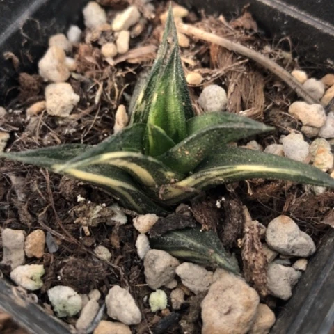 龙城锦硬叶锦锦锦