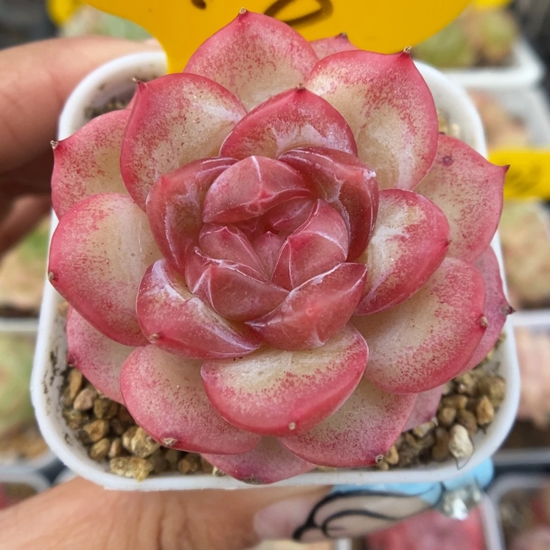 粉钻心珍妮可拍346号