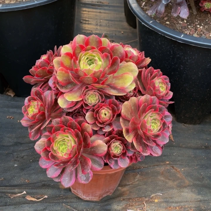 云荷脱土（冠幅29）