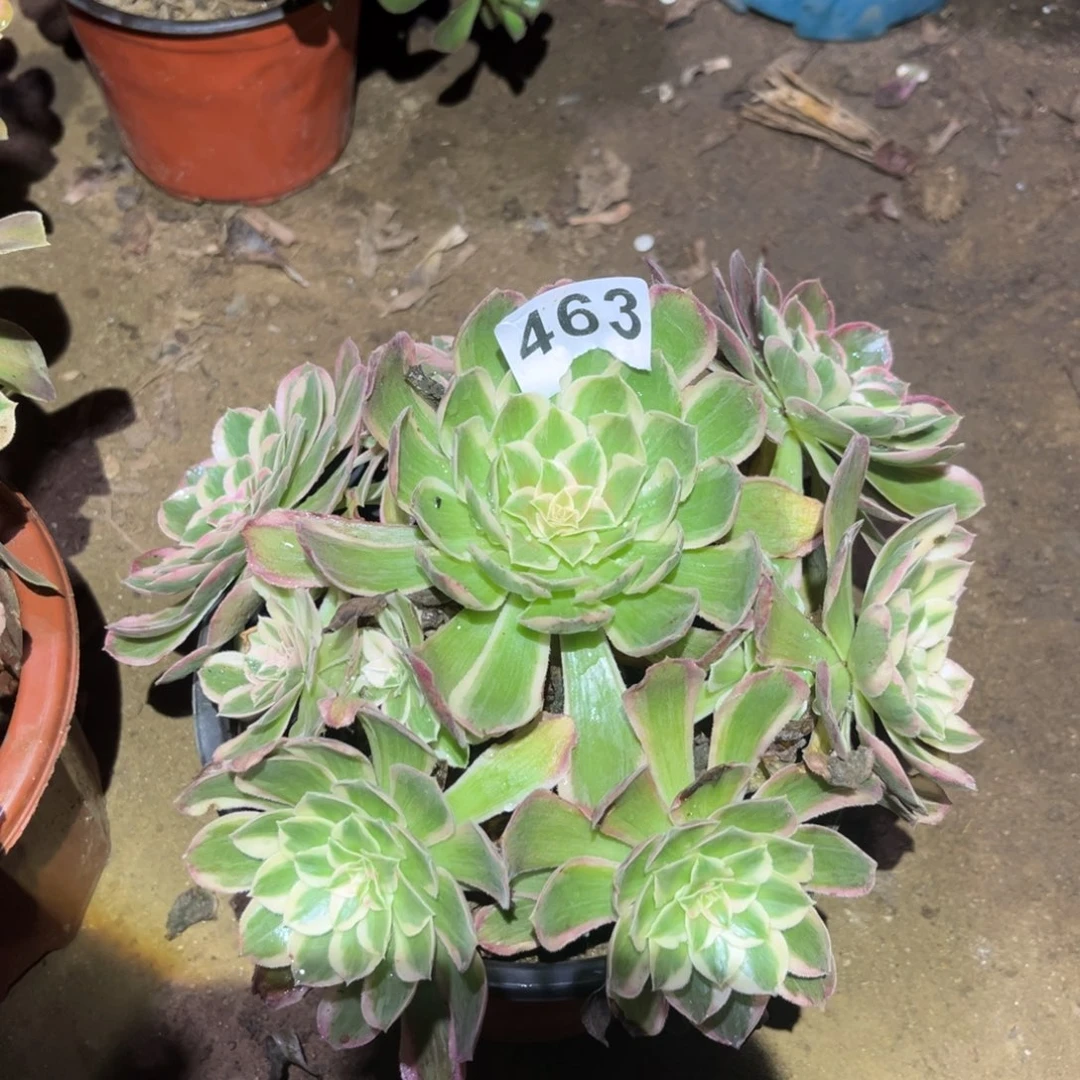 孔雀翎多肉法师463号