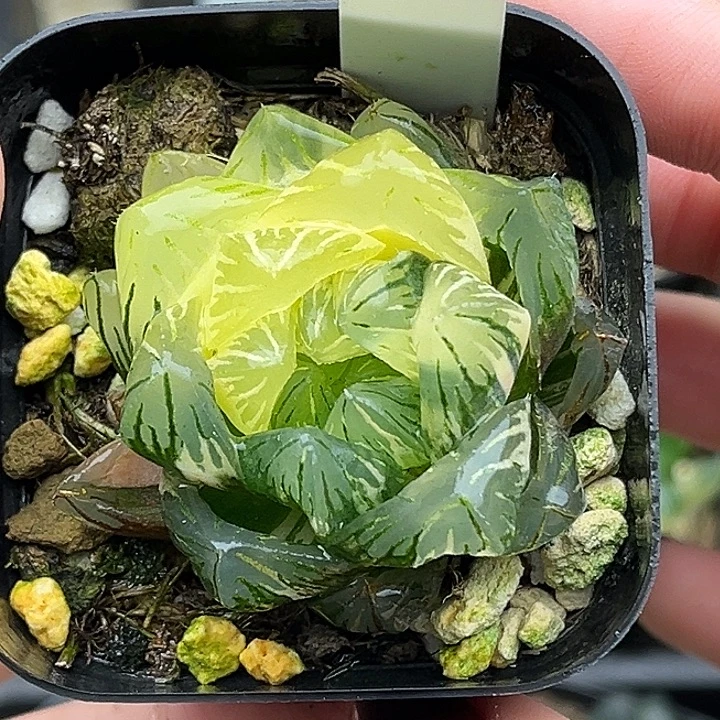 52龙鳞玉露锦头家多肉十二卷
