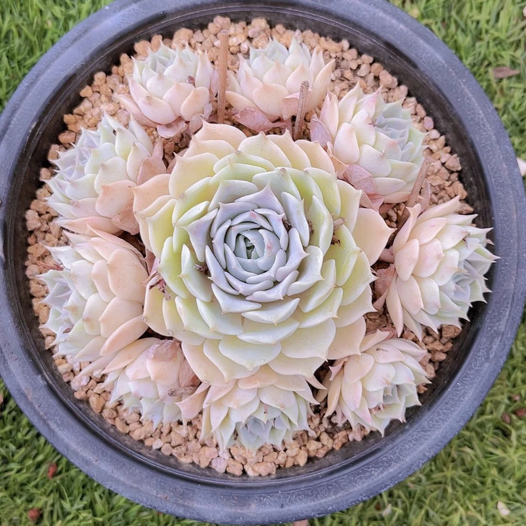 莲打包9889999999999998