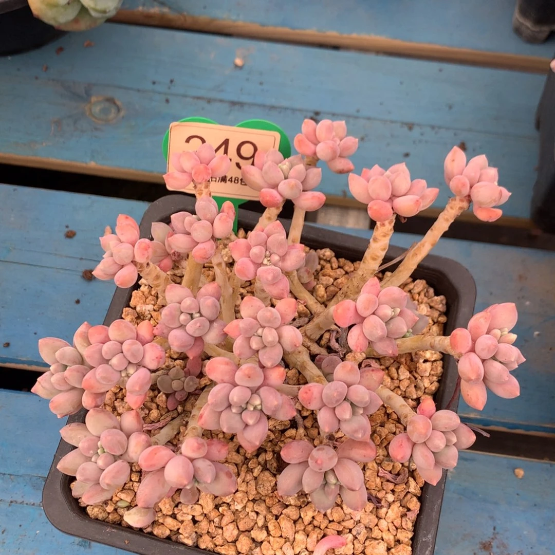 星黛露老桩无砍平头249