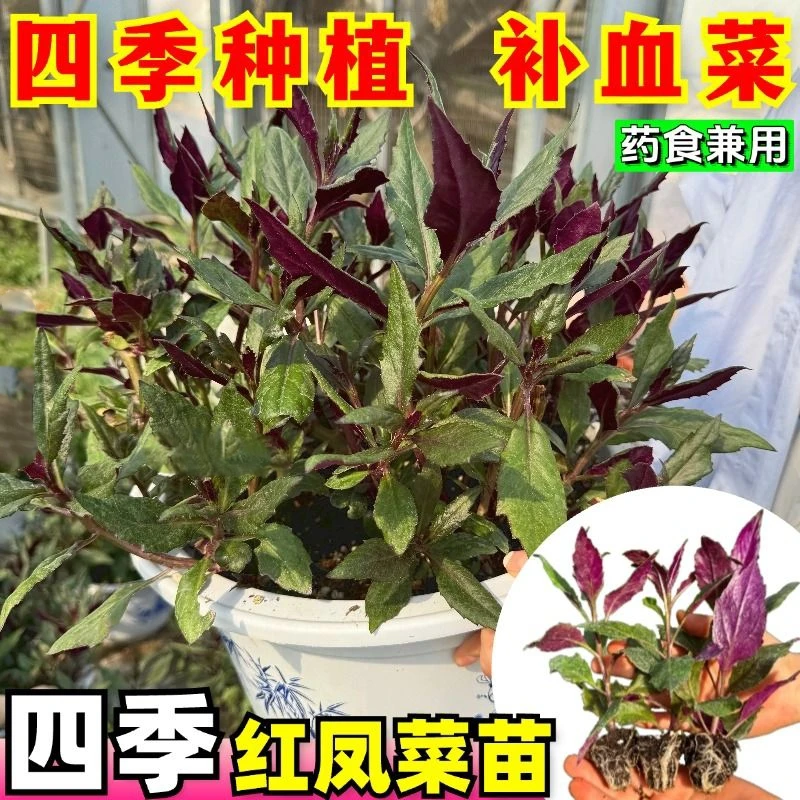 打包四季种植三剑客3种带土球老桩血皮菜3颗大紫苏3颗老桩折耳根