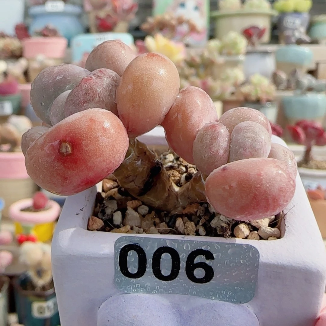 福利蛋黄奶 盆口3.5cm 微瑕