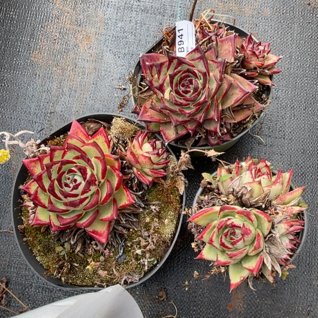 深***兰无花朵若如东云组拍B941