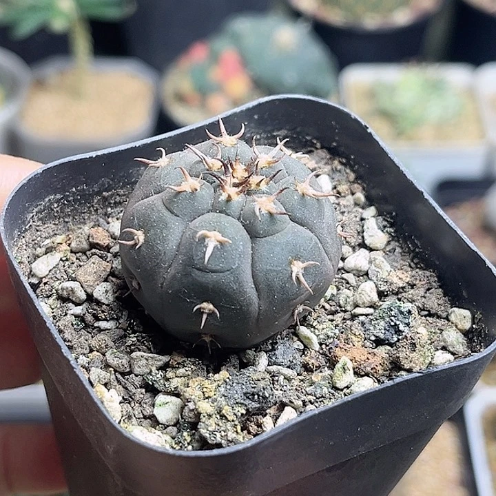 猫爪实生一颗3公分