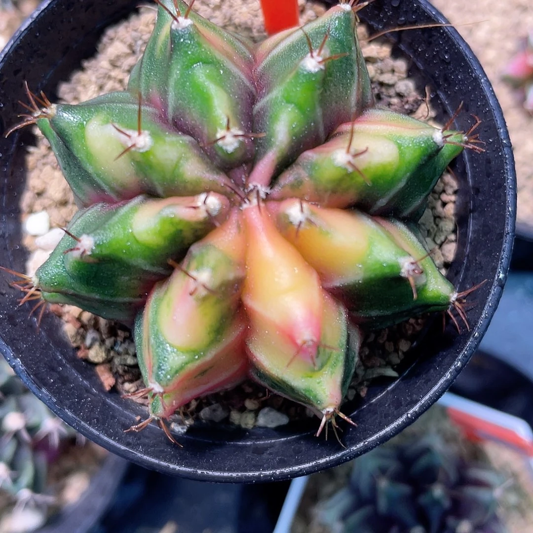 1-94米哈锦5.2厘米