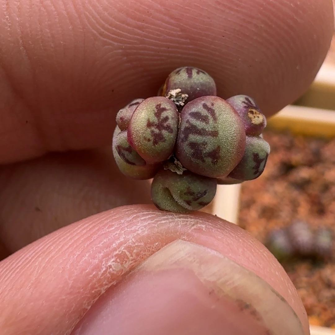 l***u云缦精品番杏27.5