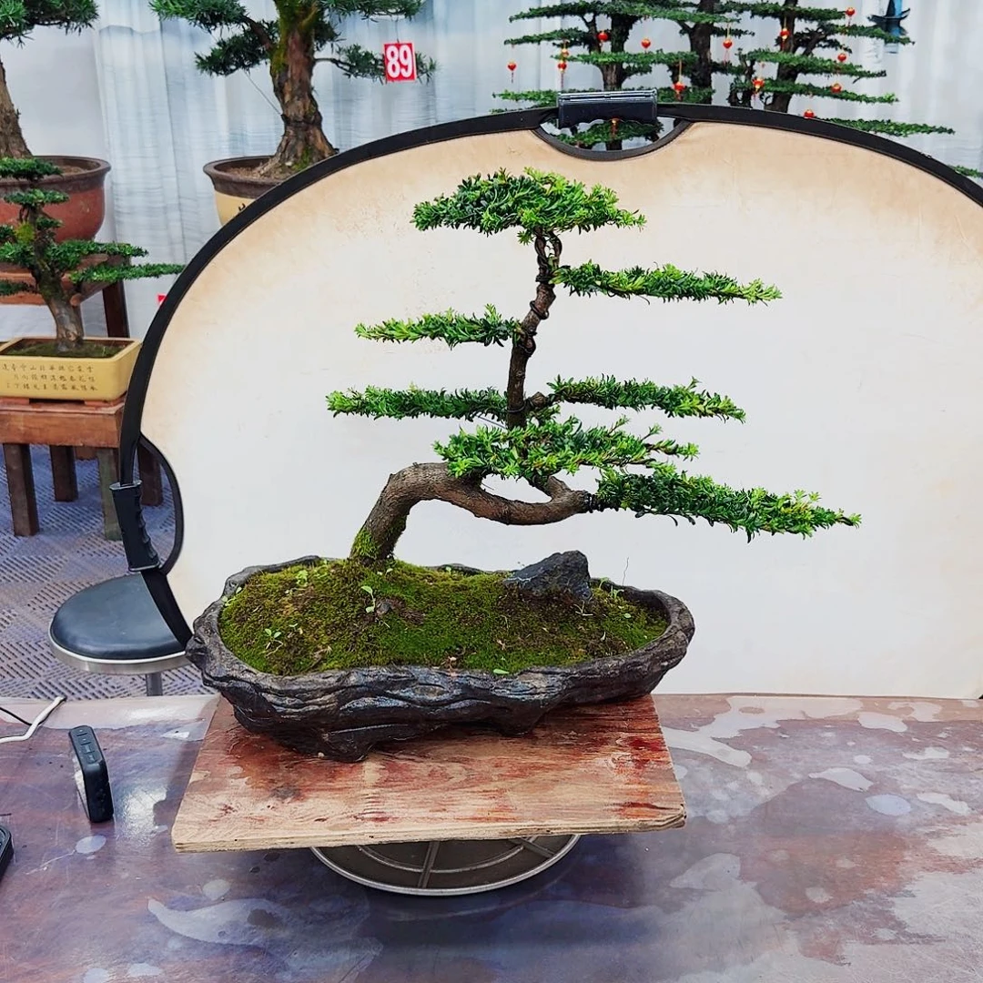 罗汉松物一拍8888