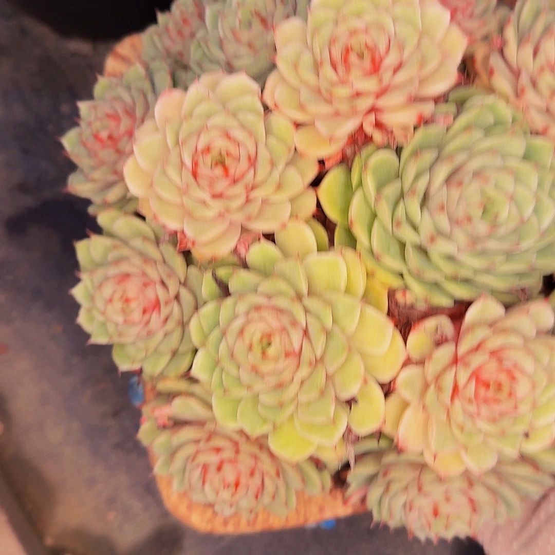 苏***王呃呃啊啊啊啊啊啊啊啊啊啊啊啊啊啊啊3153