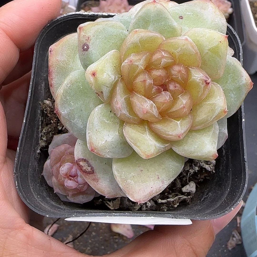 366不保整厘米两颗【满29包邮非偏远】