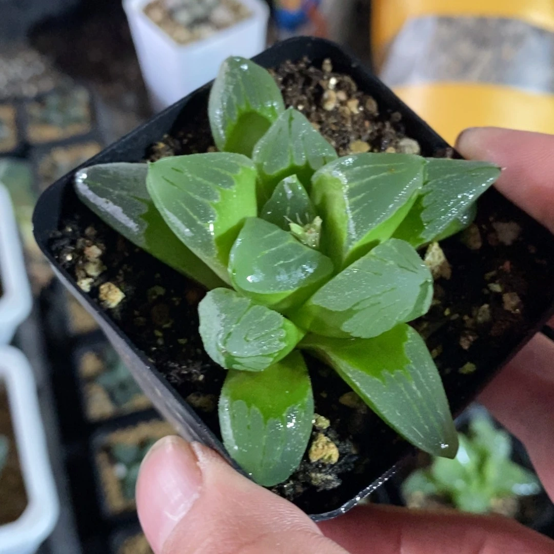 十二卷冰城一颗 新年整点福利