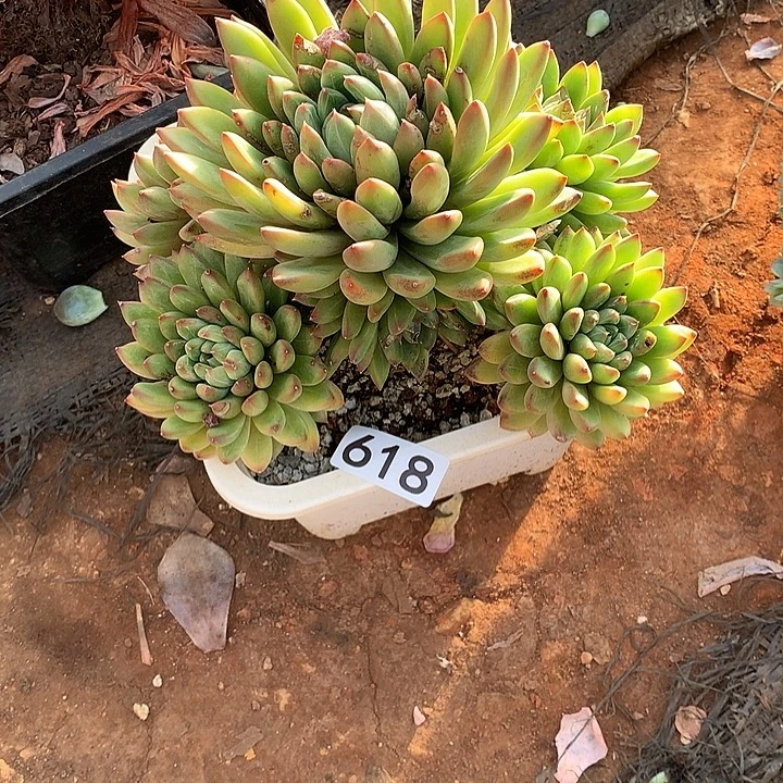 618小浣熊一物一拍多肉
