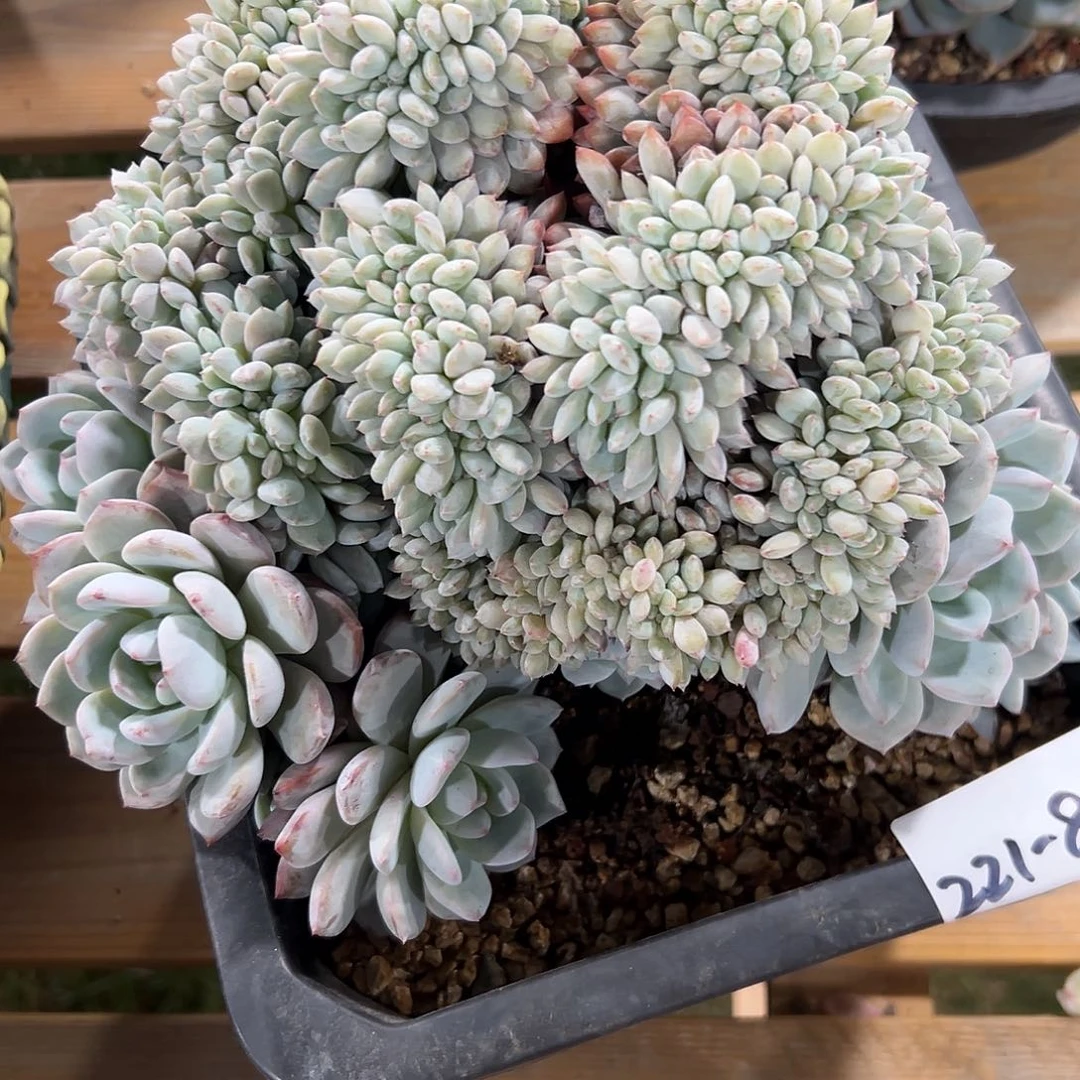 瑋**i221-83橙子缀化多肉寄养