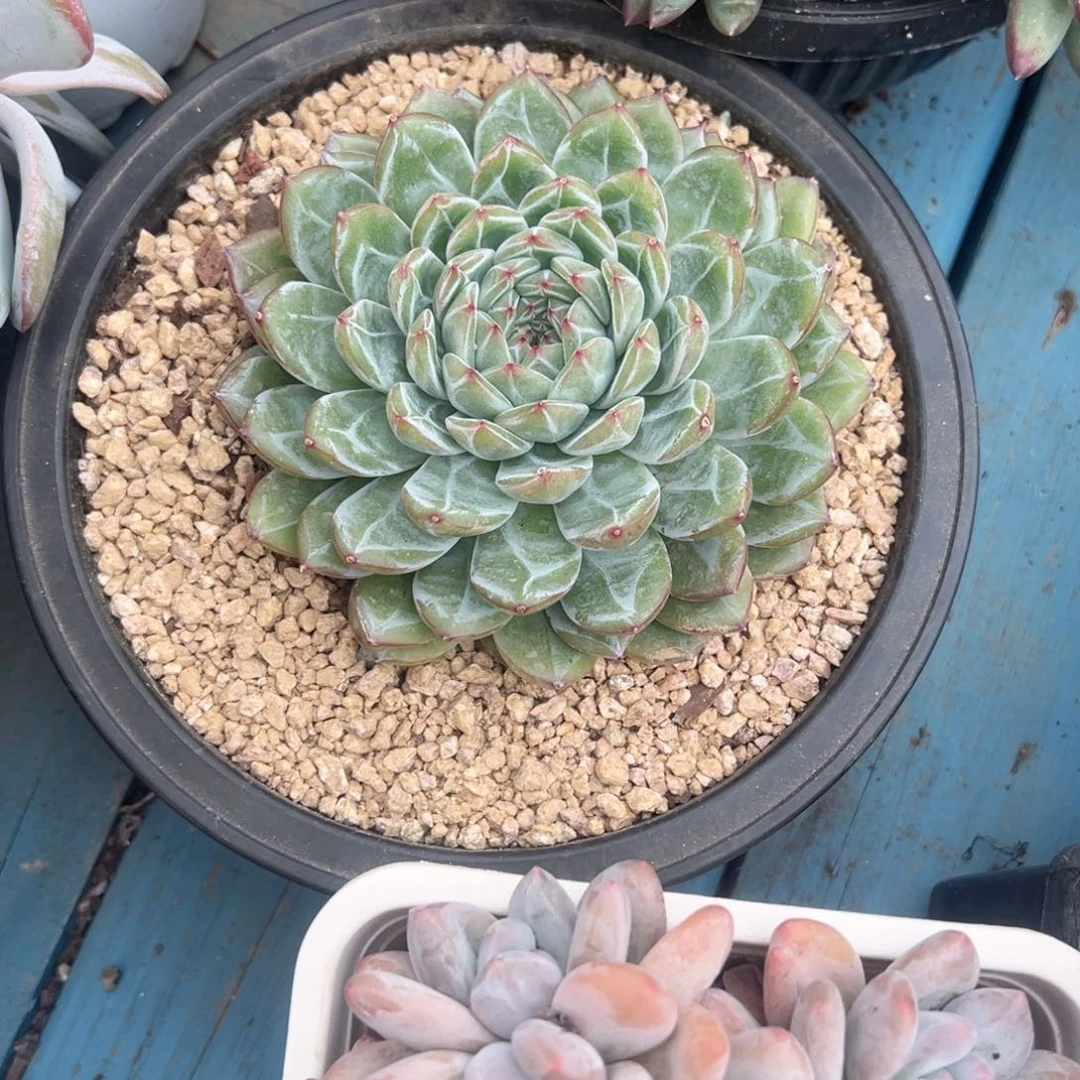 精品多肉植物老桩