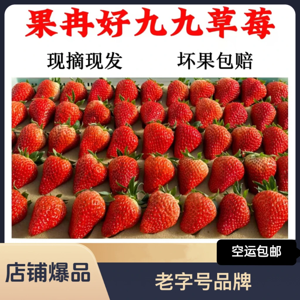 （坏果包赔）正宗丹东99草莓果肉饱满汁水丰富当天采摘 产地直发
