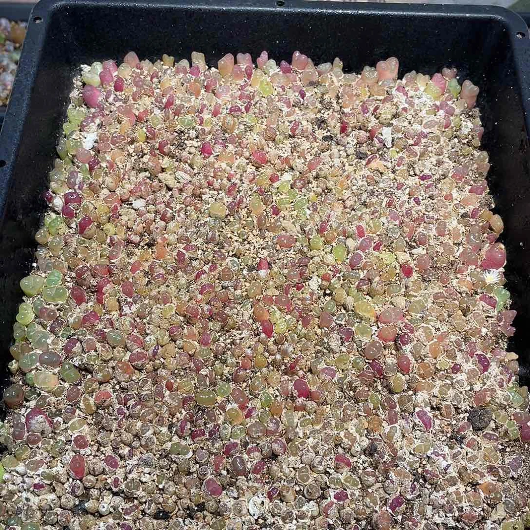 当天凑满十八元包邮852