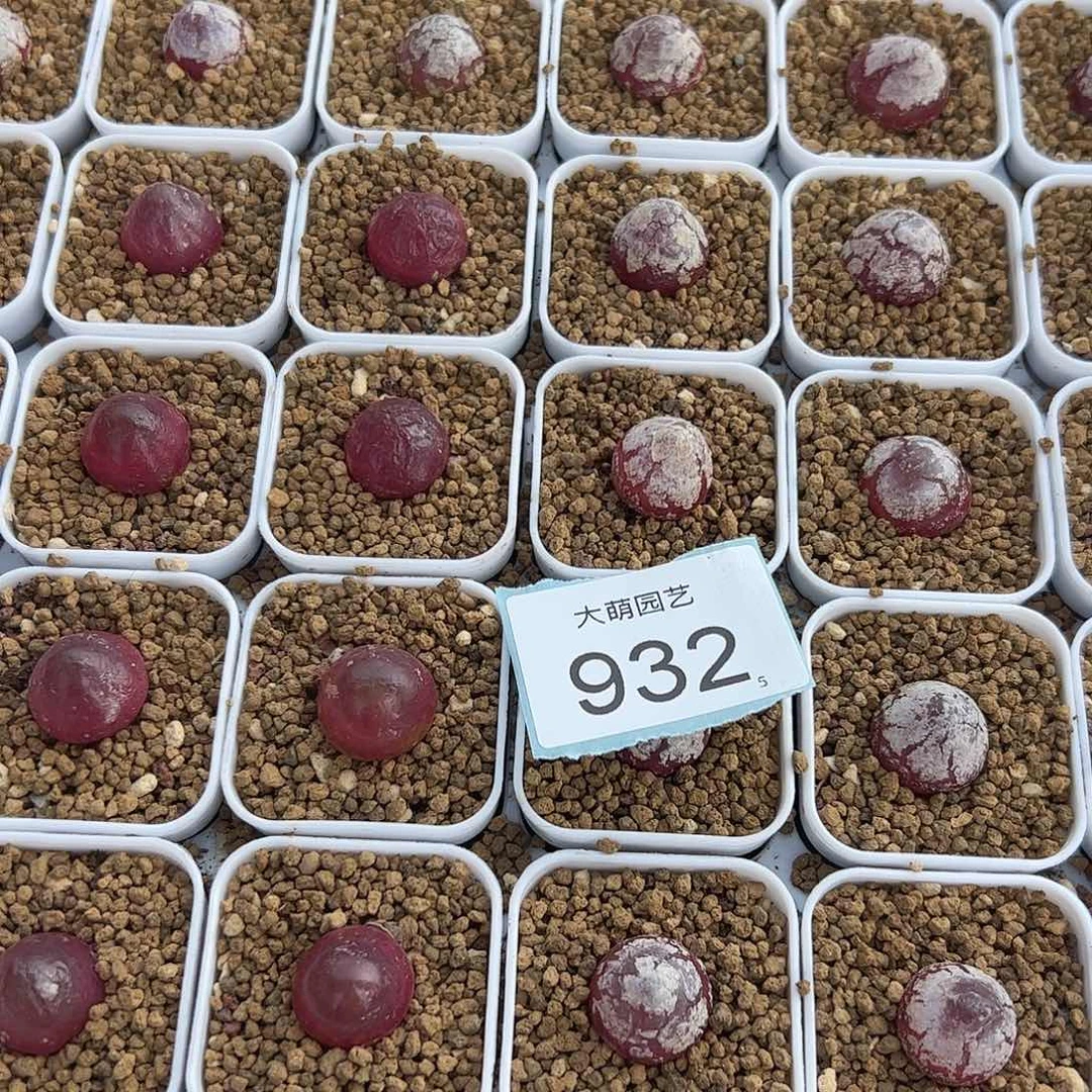 0000932量拍灯泡3颗尺寸1.5上下脱土发