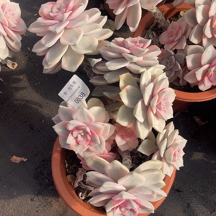 朱***儿紫乐锦大群一物一拍