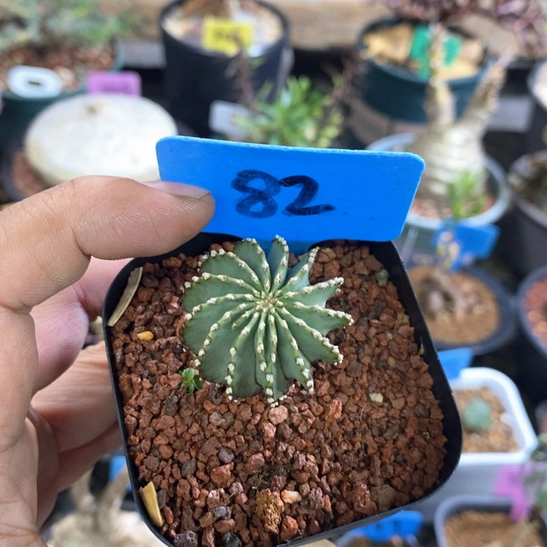 薄叶花笼多肉植物